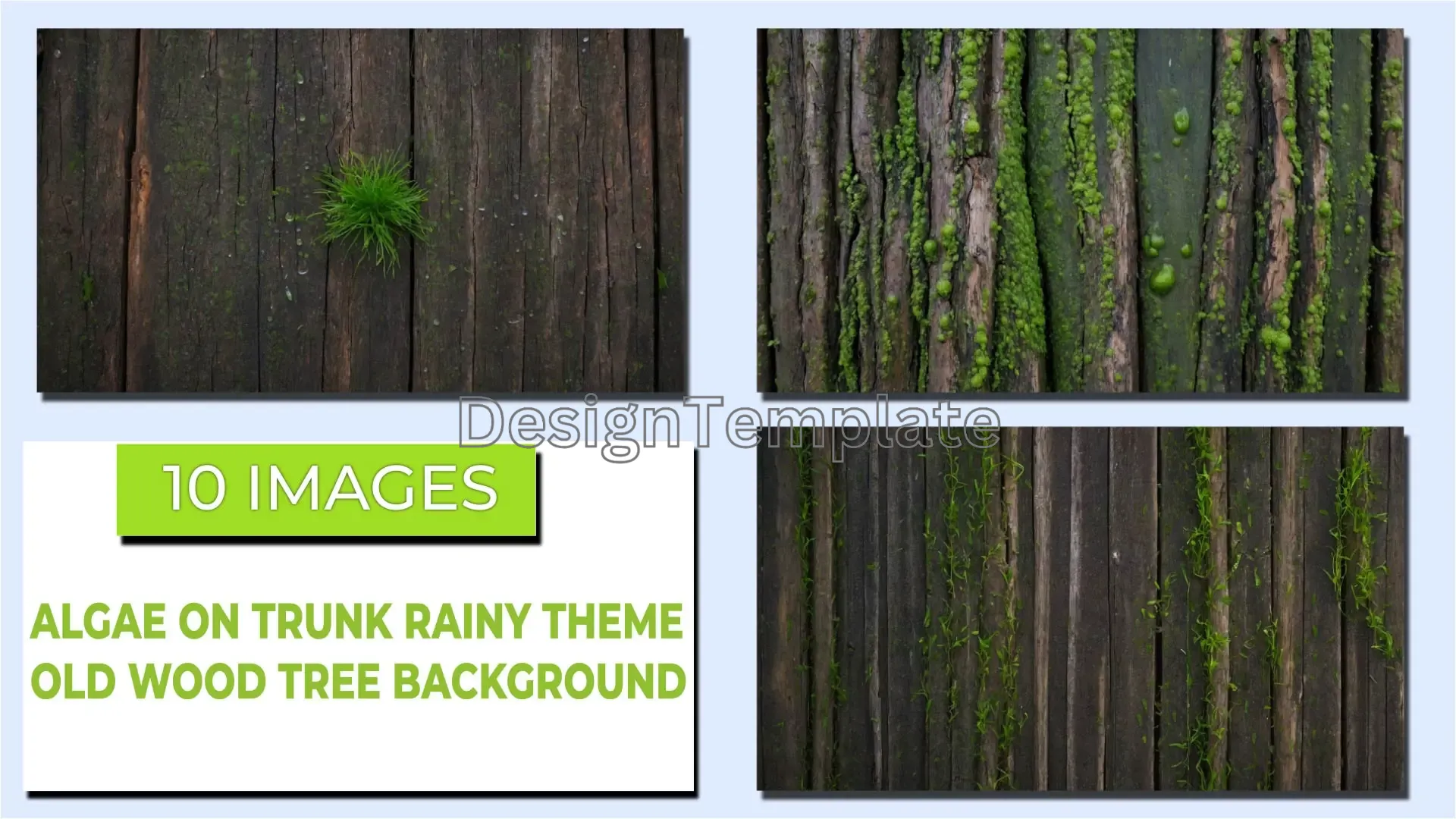 Rainy Theme Algae and Grass Textures on Old Wood Trunk Background Bundle image